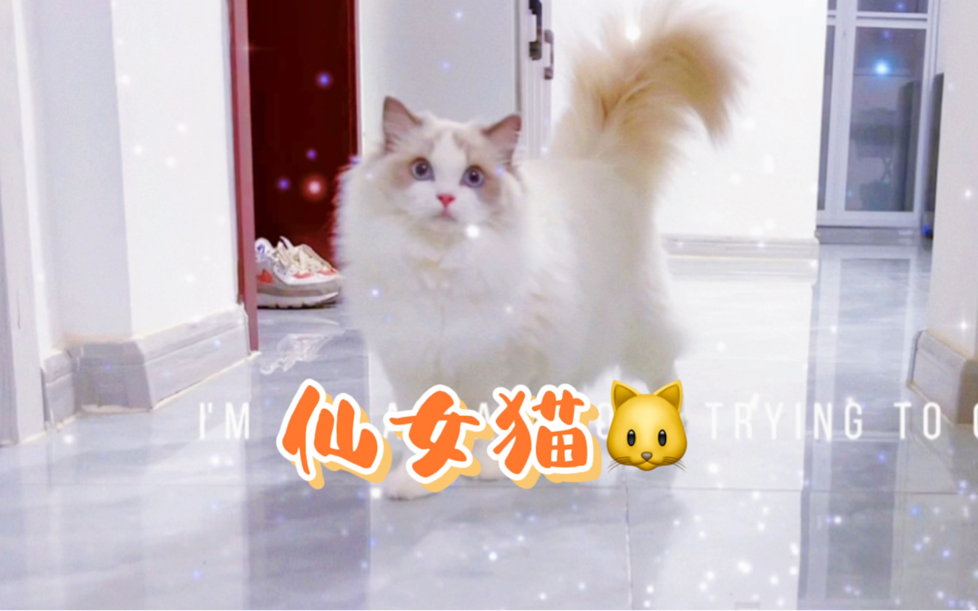 温柔高雅的猫界小仙女,蓝双布偶𐟐𑬦€禠𜥥𝥈𐨮餽 怀疑人生.哔哩哔哩bilibili