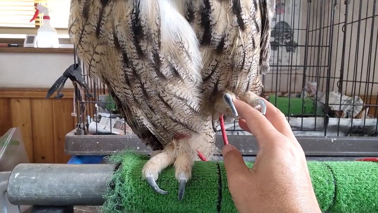 摸摸雕鸮的大爪子