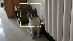 狸花猫 小猫舔舔乐 哔哩哔哩 つロ干杯 Bilibili