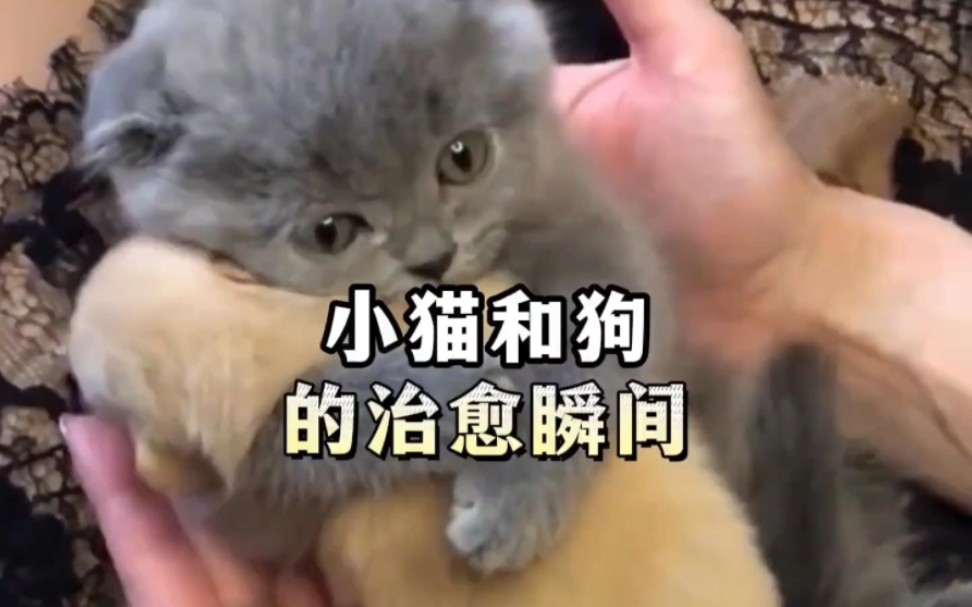 当狗狗遇到猫,满屏幕都是爱#猫和狗 #治愈哔哩哔哩bilibili