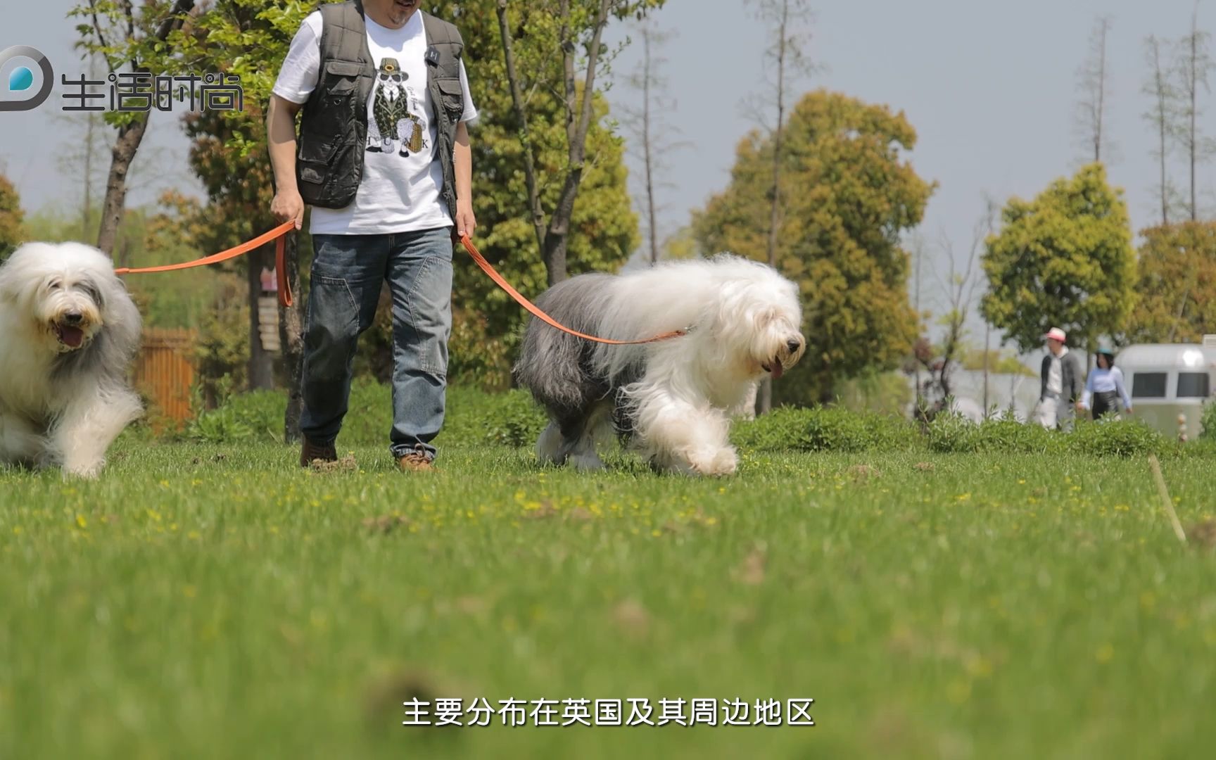 英国古老牧羊犬图片