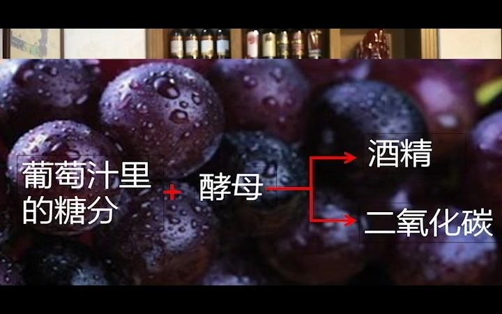 葡萄酒历史哔哩哔哩bilibili