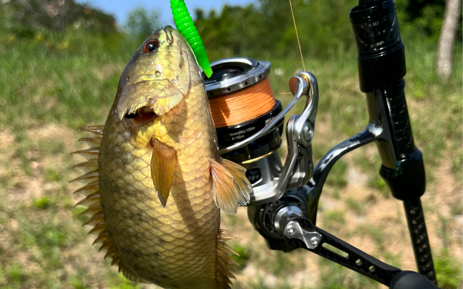 城市小河道成功解锁过山鲫,这品相不得50一条