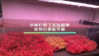 Tải video: 水草灯除了主流品牌，还有哪些灯可以平替