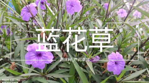 搜索 哔哩哔哩 つロ干杯 Bilibili