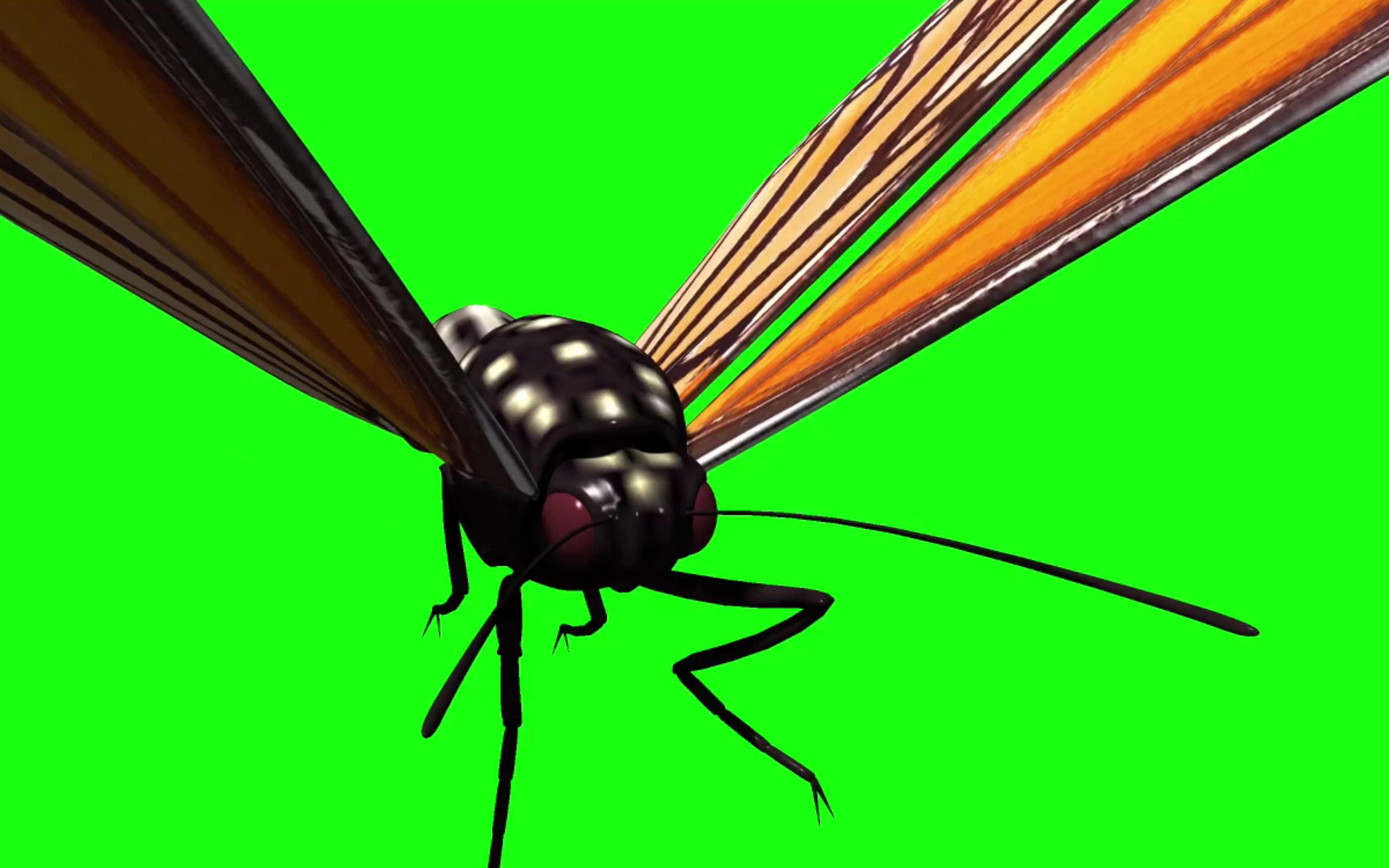 绿幕视频素材蝴蝶_哔哩哔哩_bilibili