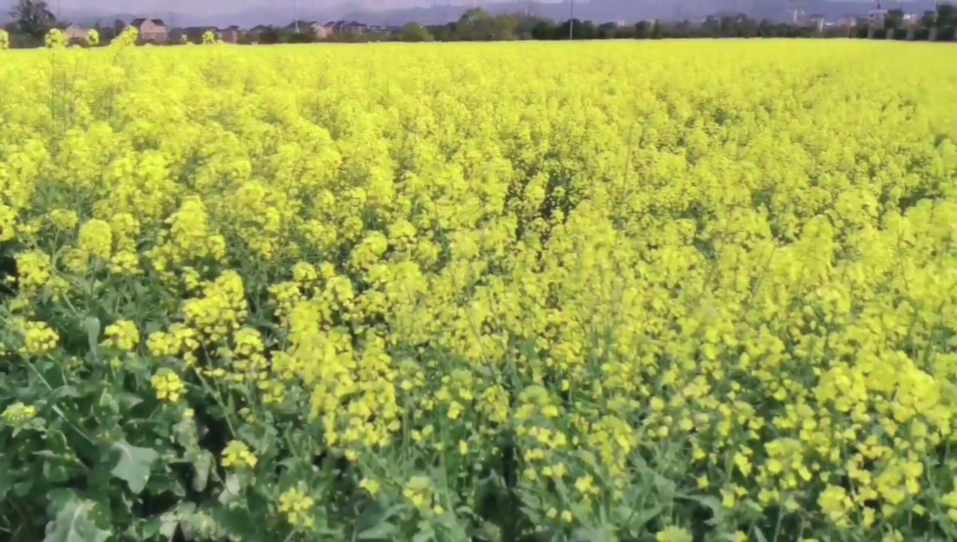 [图]田野里大片的油菜花还是挺好看的，我拍您赏，云赏花走起