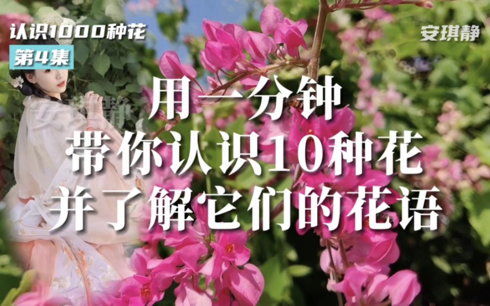 [图]认识1000种花第4集｜带你认识10种花，并了解它们的花语。科普 珊瑚藤 黄水仙 凤仙花 百日菊 紫花地丁 长寿花 美丽日中花 黄秋英 银莲花 金凤花