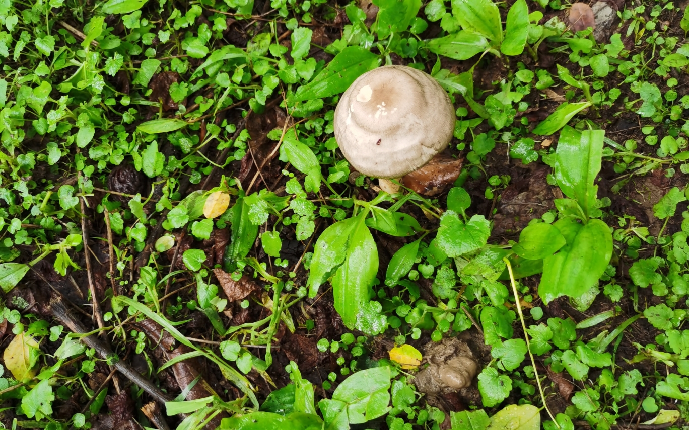 雨后出蘑菇啦
