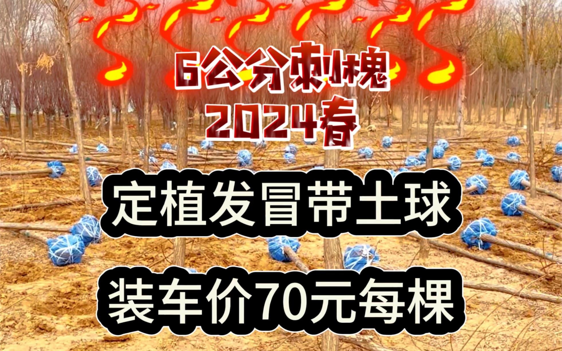 6公分发冒刺槐价格,2024年春季价格走势.哔哩哔哩bilibili