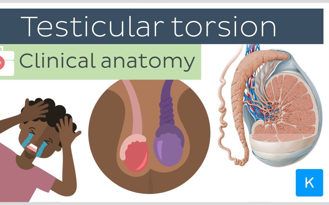 [图]睾丸扭转：原因、症状、诊断和治疗 - 临床解剖