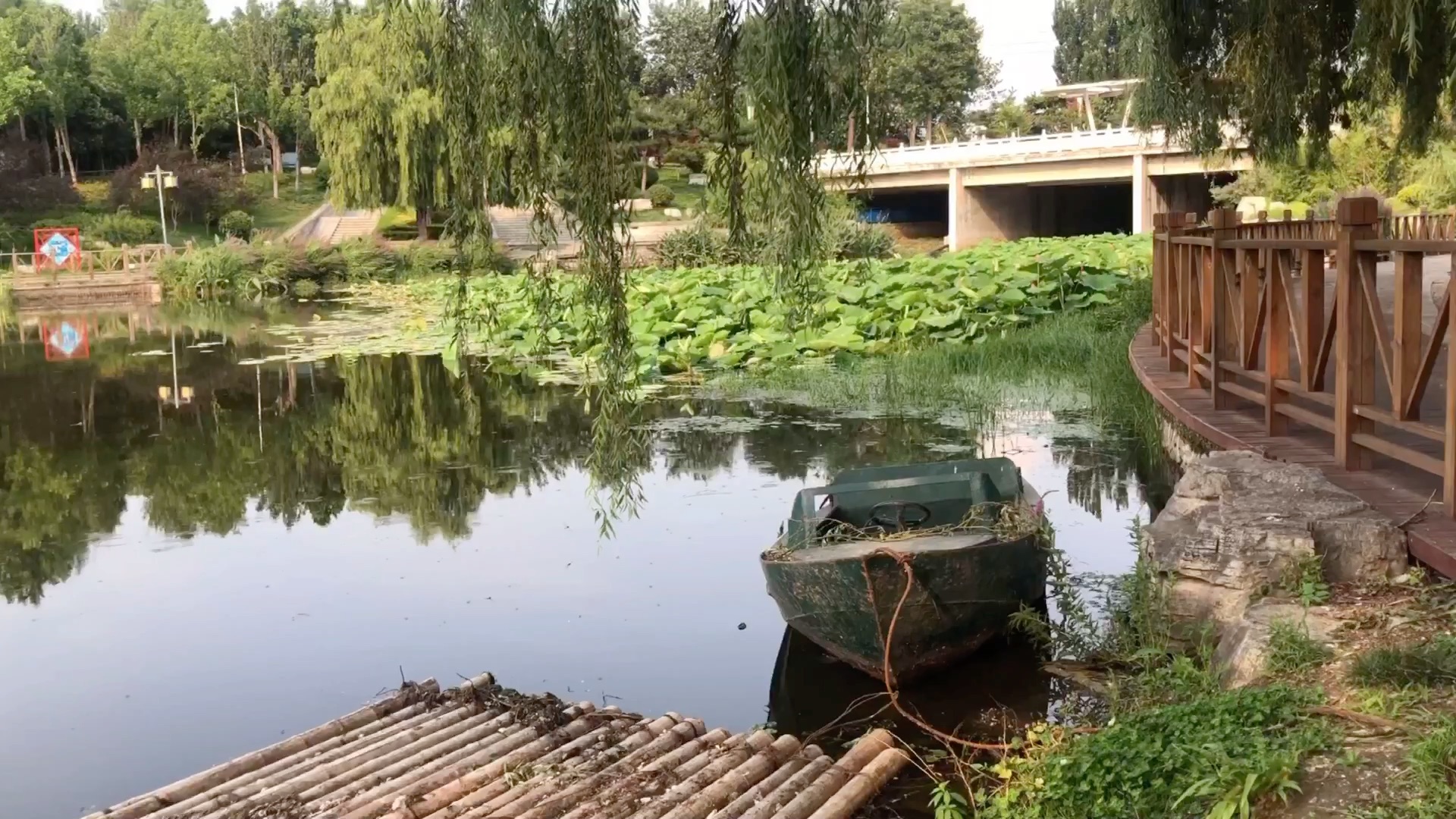 [图]盛夏光年，济南市莱芜莲河公园荷花盛开了！