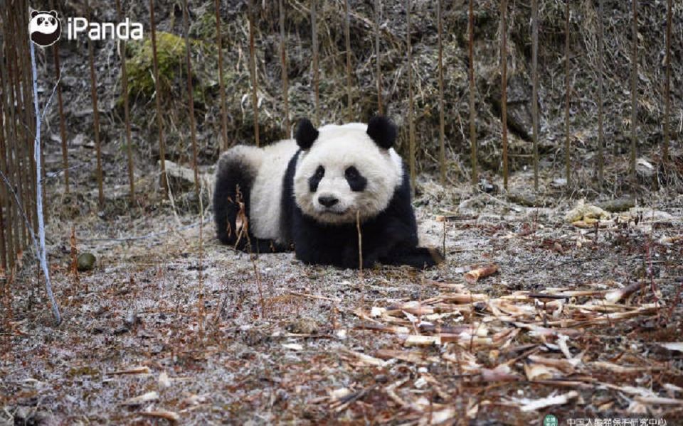 大熊猫野化放归:琴心,小核桃今日放归野外