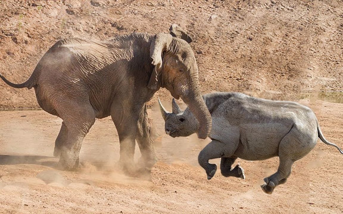 大象大战巨角犀牛,谁才是真正的老大?大象:给我来十只