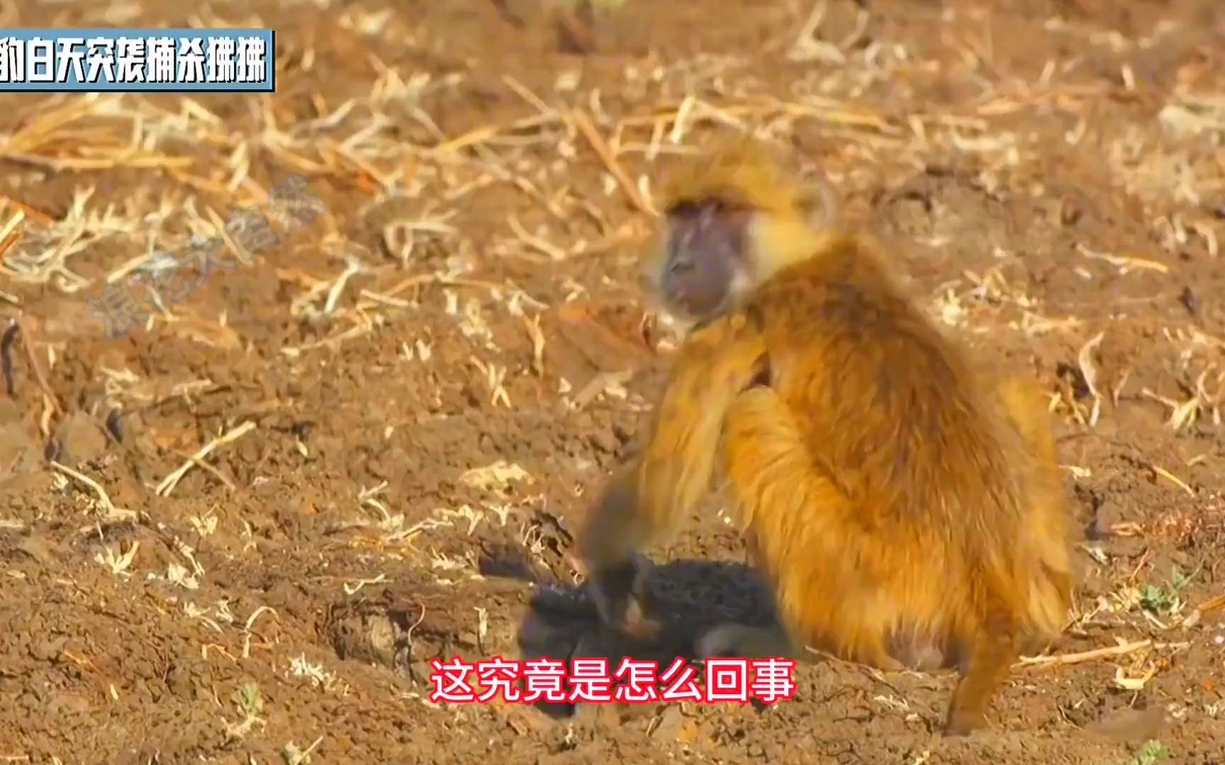 公狒狒简单粗暴,一套猴拳打得花豹毫无还手之力