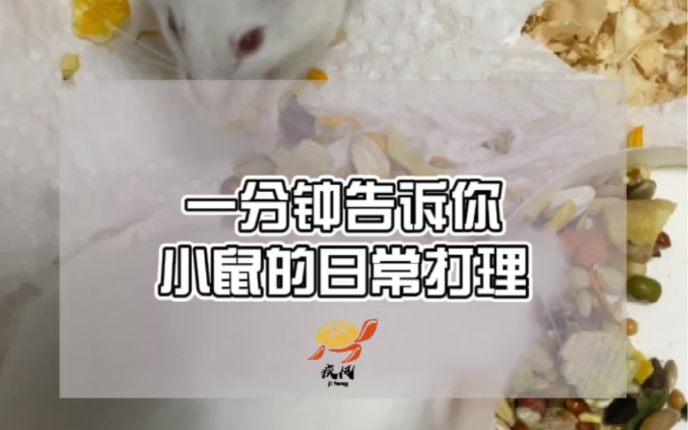 一分钟告诉你小白鼠的日常饲养与繁殖哔哩哔哩bilibili