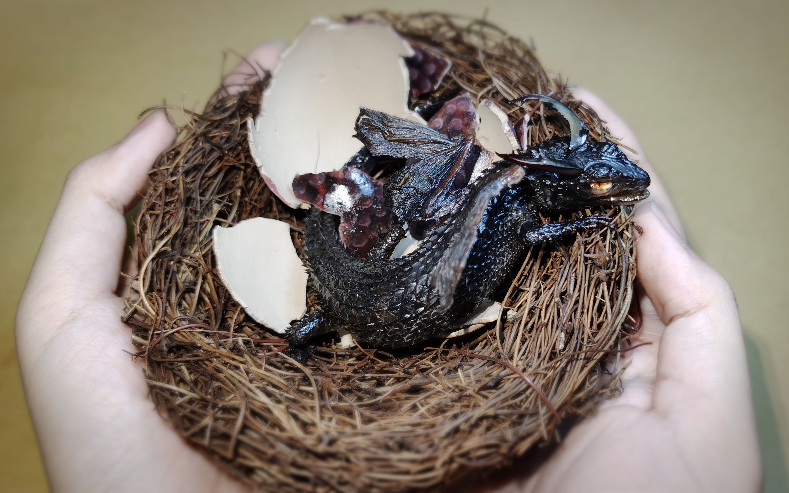 耗时一年终于孵化出了这条小黑龙崽