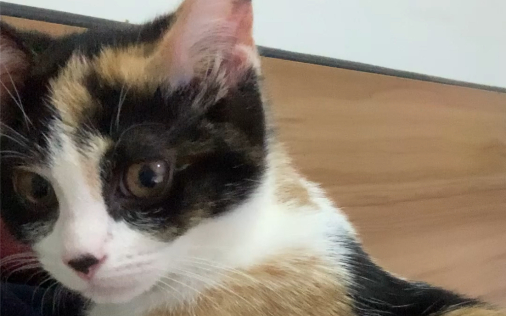 m猫就是喜欢被粗暴对待是吗