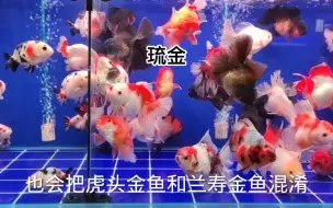 Download Video: 金鱼有多少种？泰狮、虎头、兰寿区别，怎么饲养？