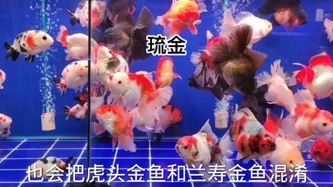 金鱼国外改良品种泰狮兰寿风头盖过本土传统金鱼是什么原因 哔哩哔哩