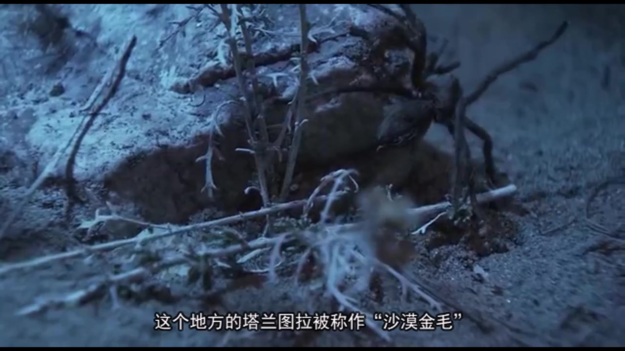 生肉 中文字幕《蝎子的故事 The Scorpion's Tale》哔哩哔哩bilibili