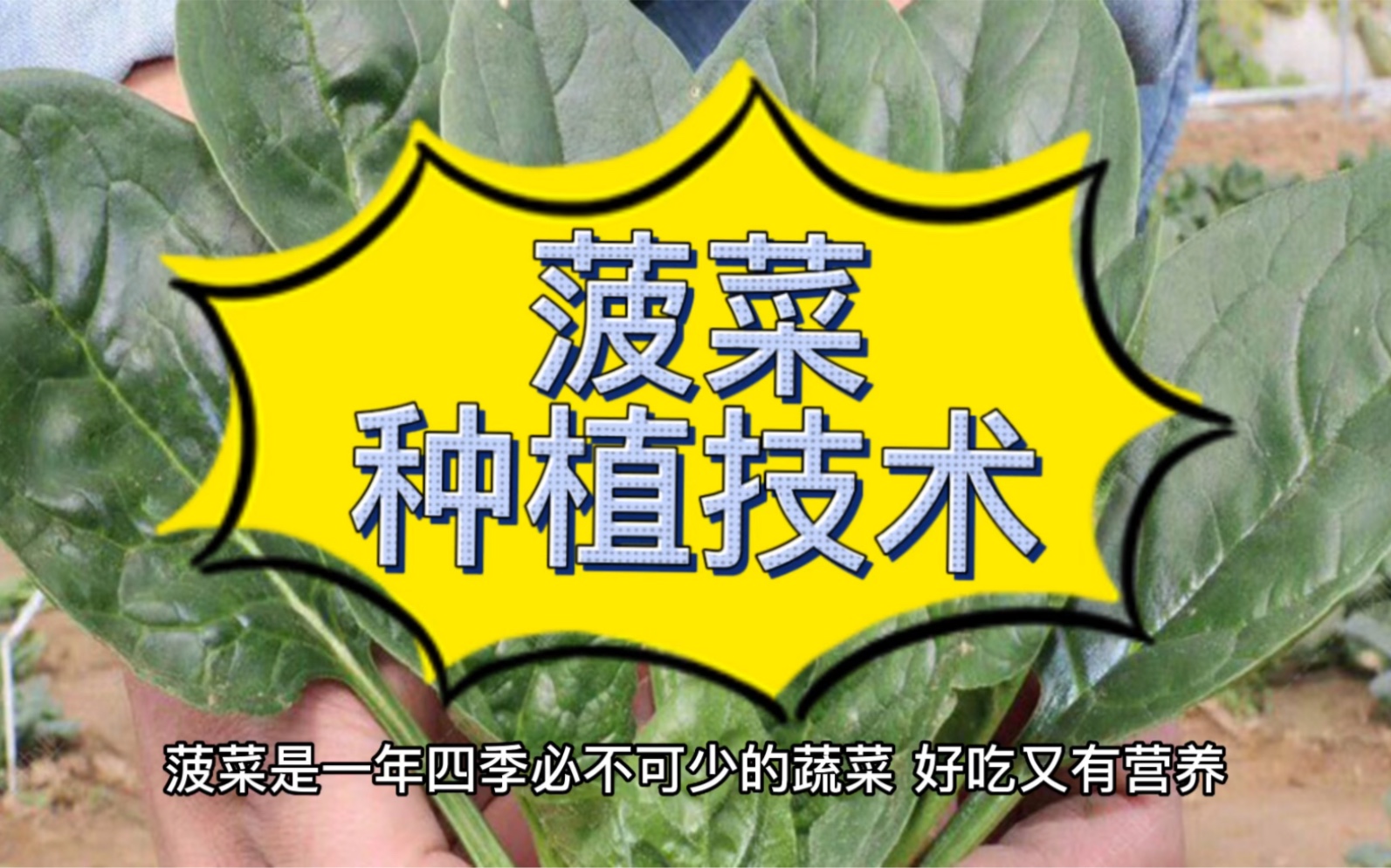 菠菜种植技术哔哩哔哩bilibili