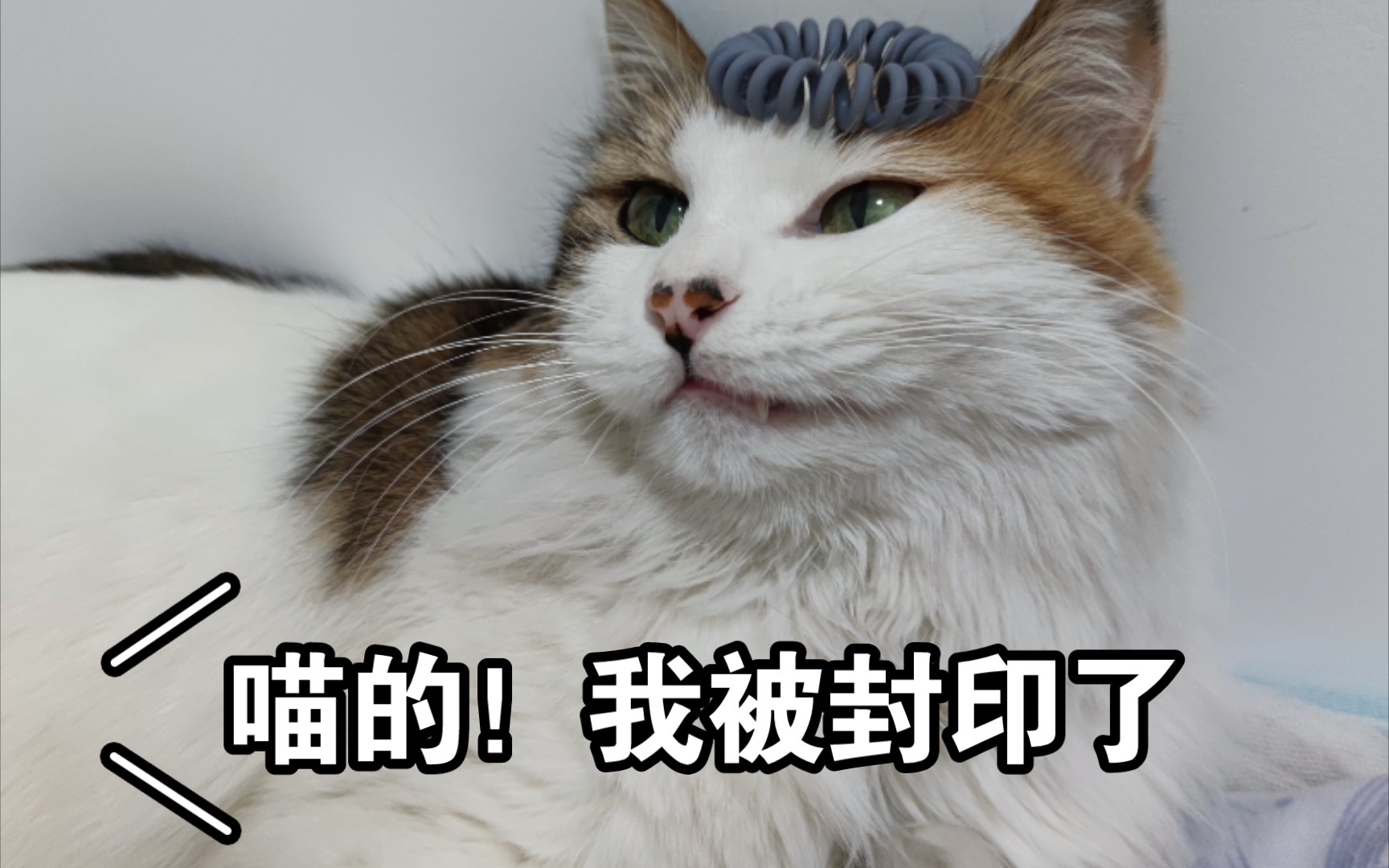 喵的!我被封印了!