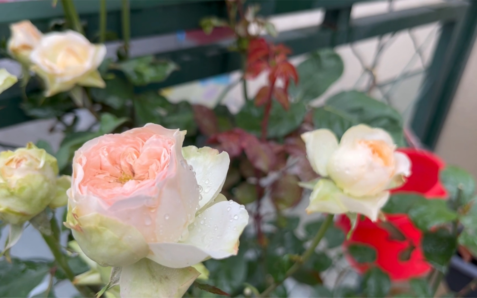 小众新品月季 蝴蝶夫人&红酒