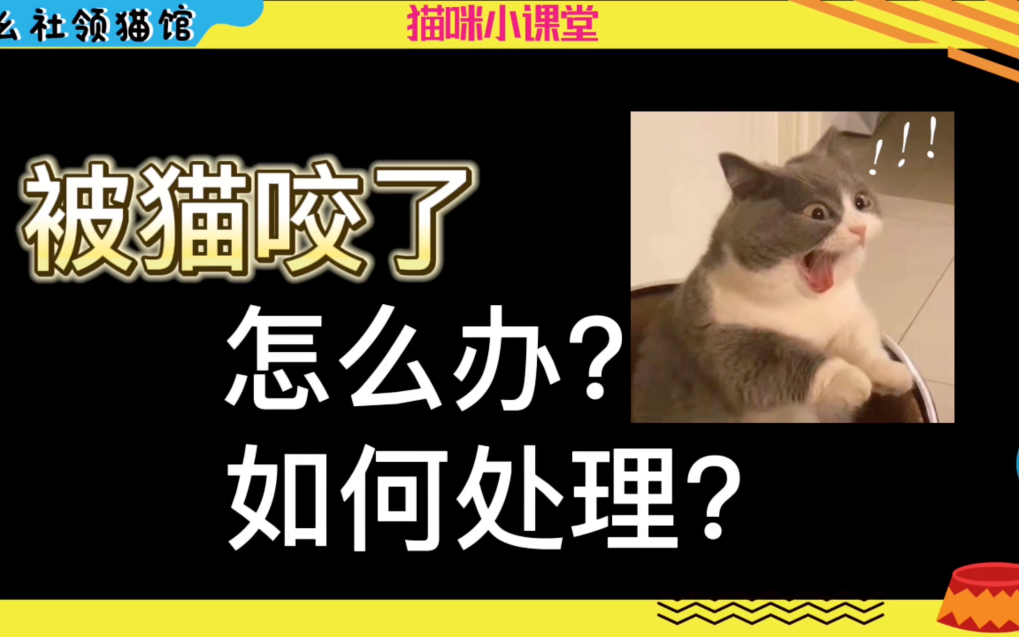 被猫咬了怎么办?这个视频告诉你哔哩哔哩bilibili