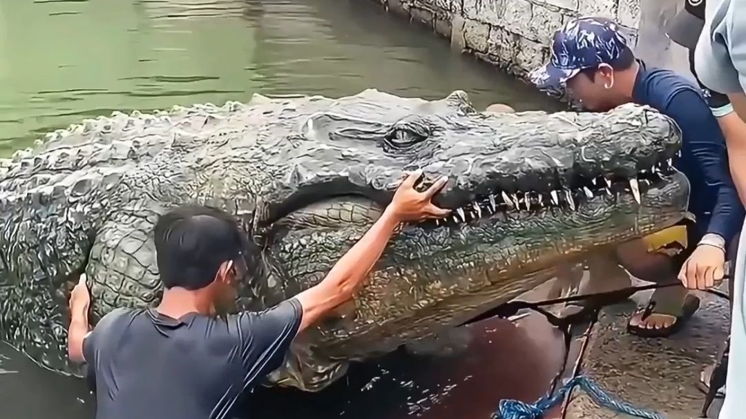 那些体型超乎你想象的动物