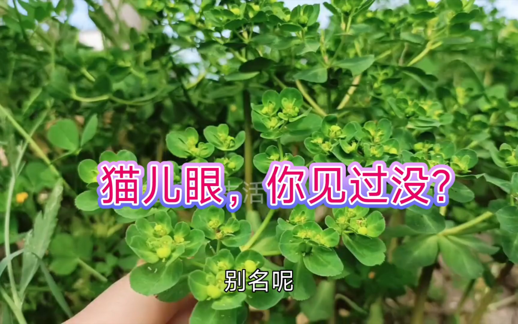 活动作品猫儿眼你见过没猫儿眼其实就是泽漆