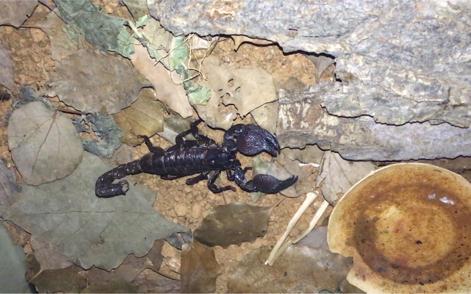 蝼蚁(9cm)帝王与它的生存环境