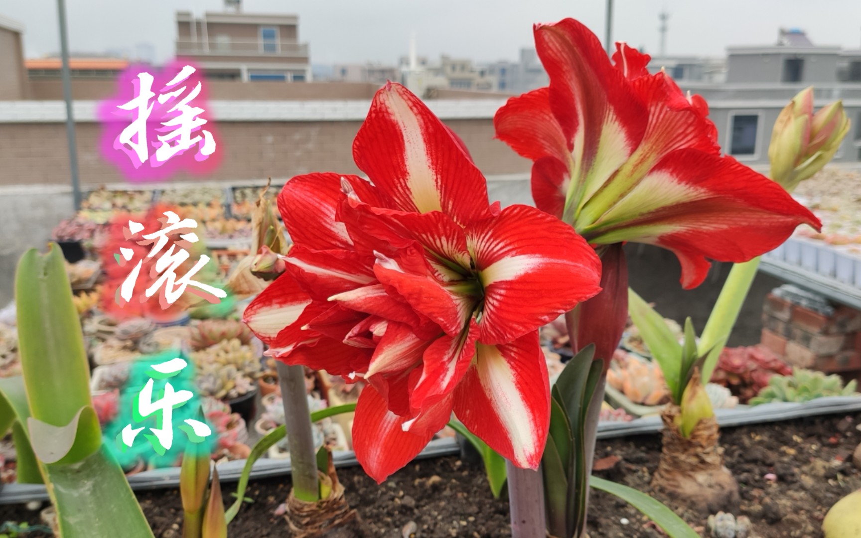 跟风成功,40天,摇滚乐朱顶红开花了