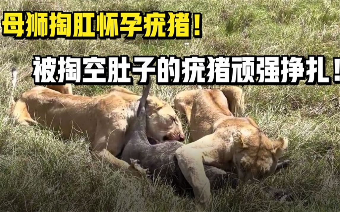 [图]母狮掏肛怀孕疣猪！被掏空肚子的疣猪顽强挣扎！绝望场面如泣如诉