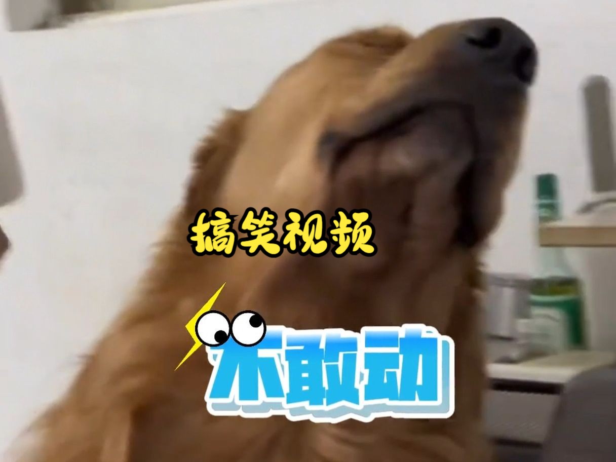 狗狗犯错后被吓得哆嗦!
