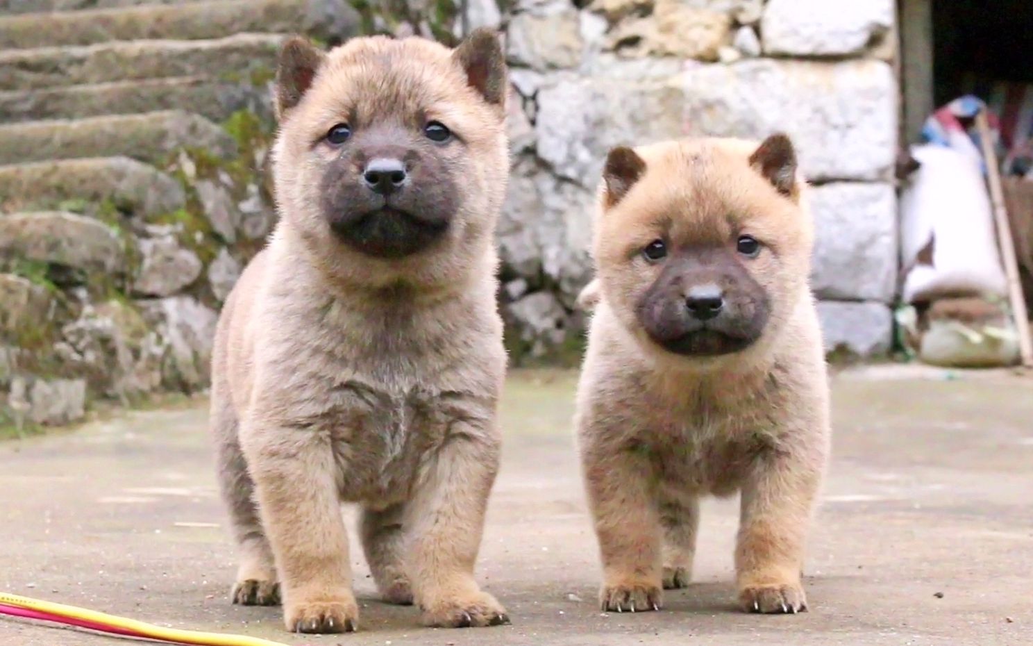 [图]田园犬小奶狗，一个多月就懂得看家护院，看见陌生人大胆冲上来吠