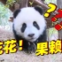 谭爷爷：“带了这么多熊猫花花性格最好”?