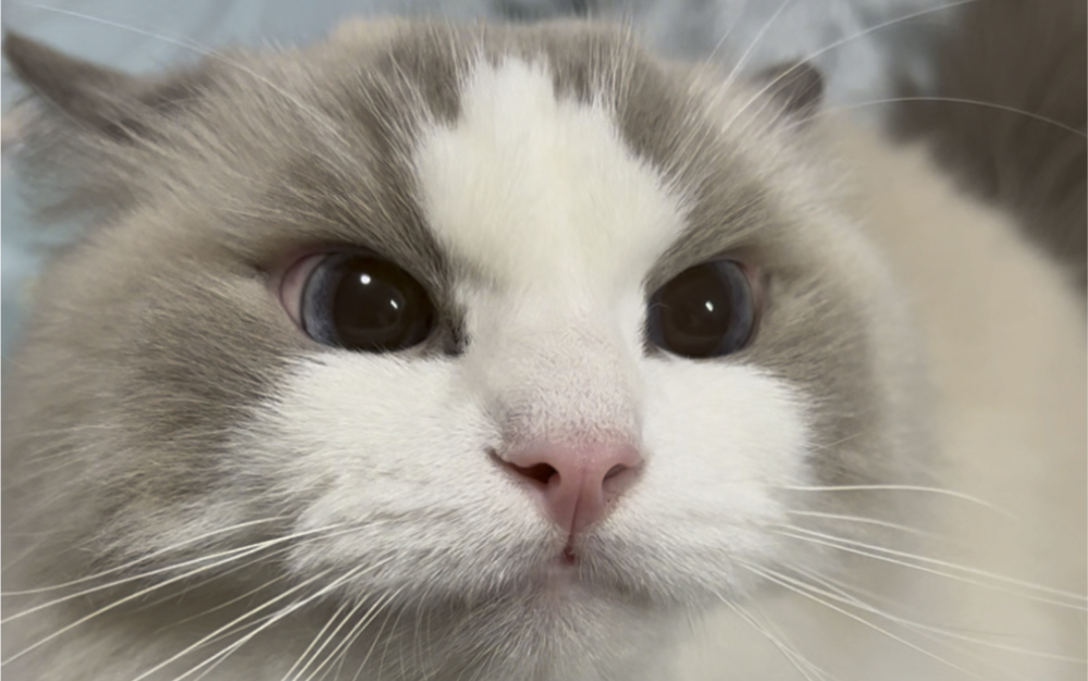 大喵喵生气气6.2-森林后海边-默认收藏夹-哔哩哔哩视频