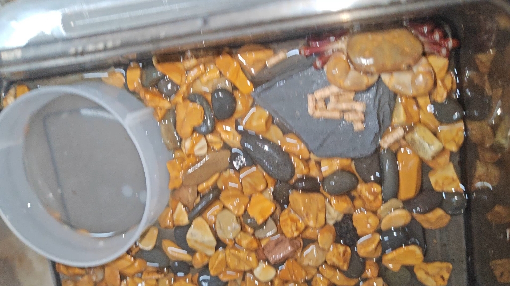 来自琉球西表岛的光滑表方蟹(平滑上方蟹)与印尼产地对比