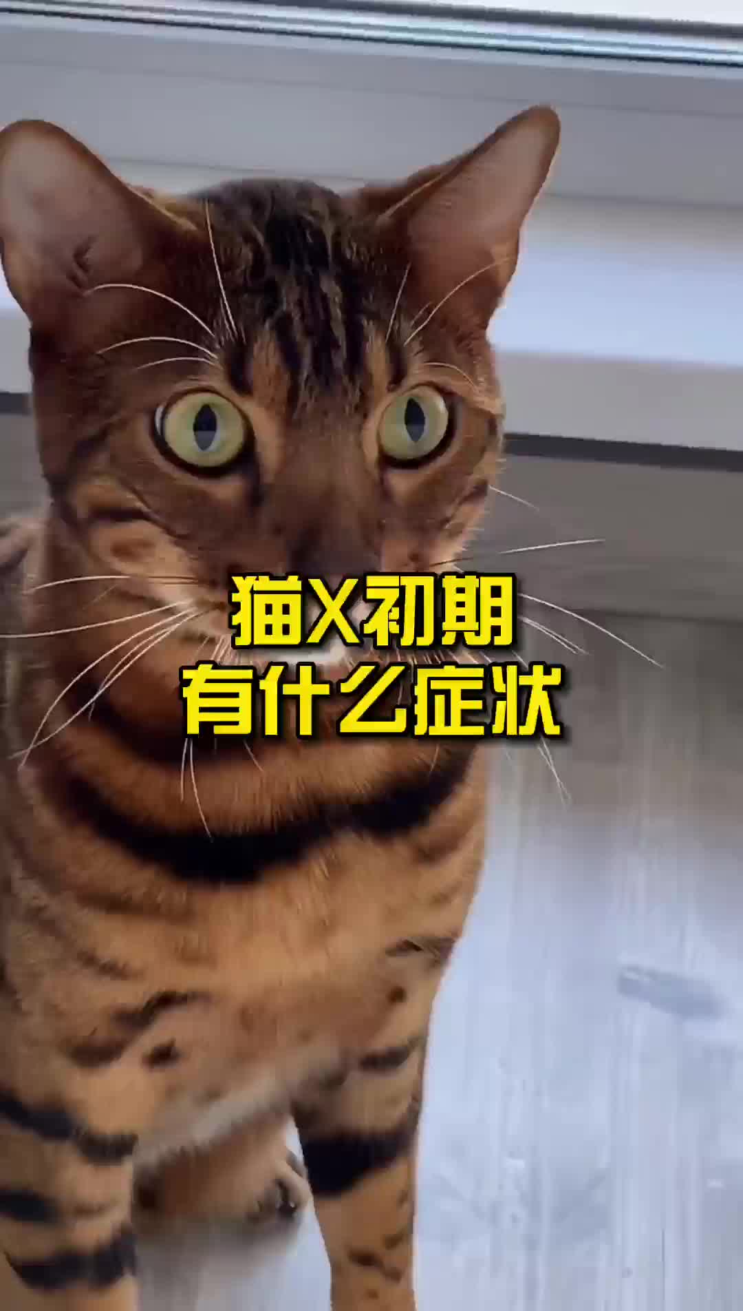 猫藓初期有什么症状?哔哩哔哩bilibili