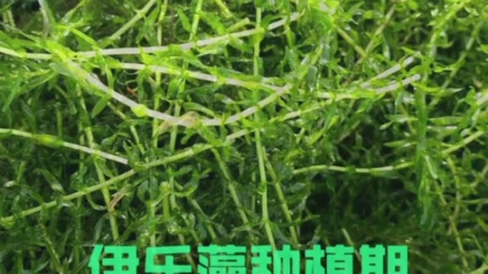 麦黄草的功效与作用(麦黄草功效大揭秘,祛湿止痛,缓解炎症)