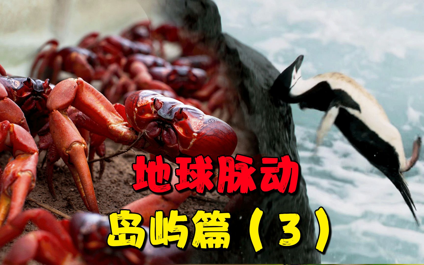 活动  红石蟹为海鬣蜥提供精品服务,企鹅外出觅食不易