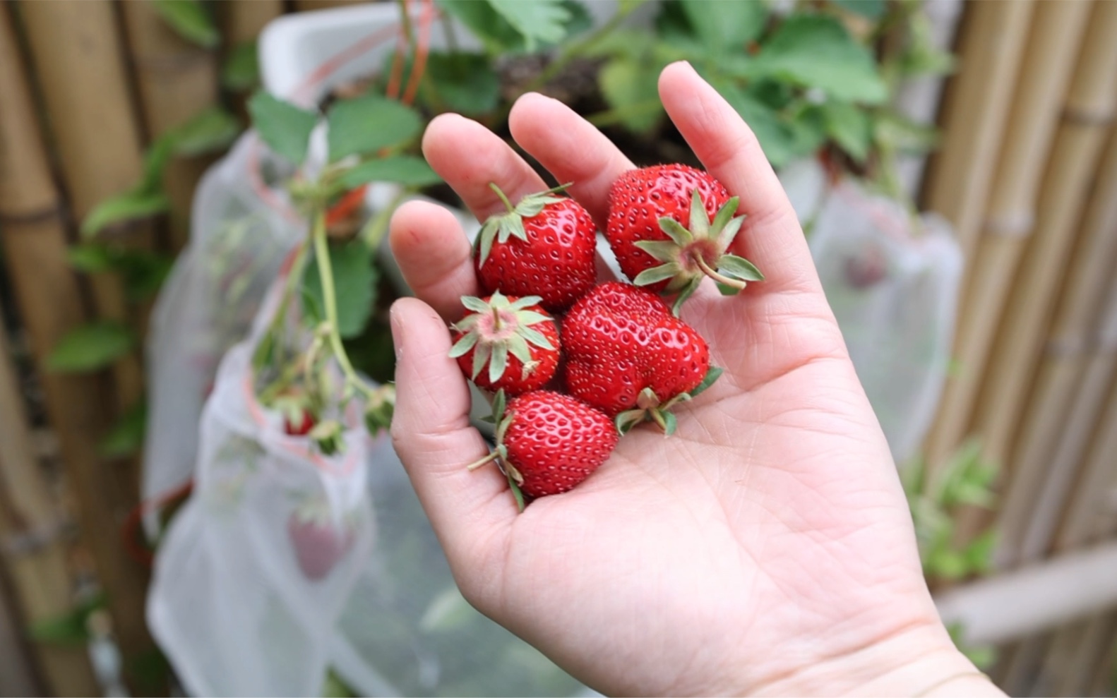 vlog.mini 草莓 院里的小草莓成熟啦 就是不甜lu