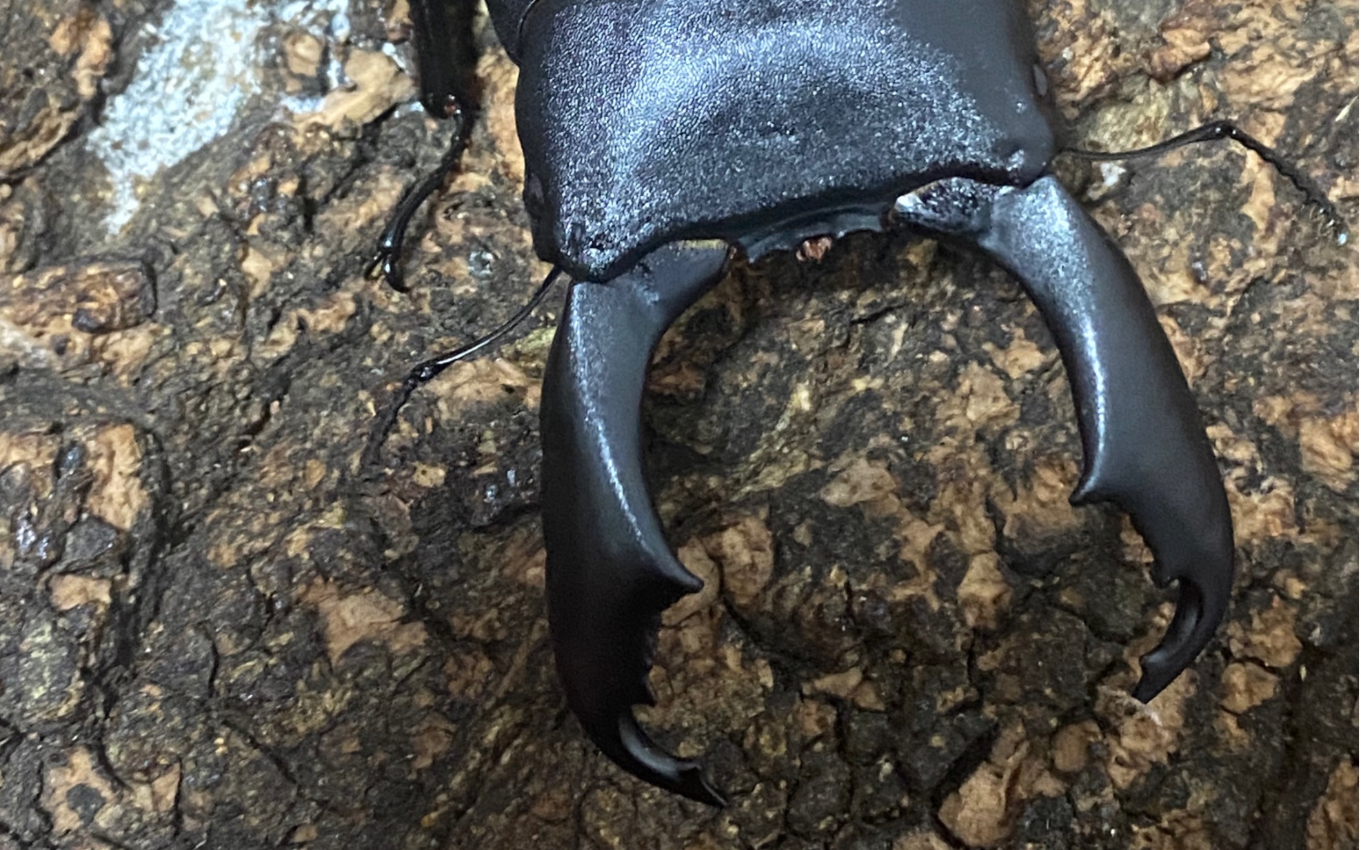 巅峰期苏拉威西巨扁状态展示