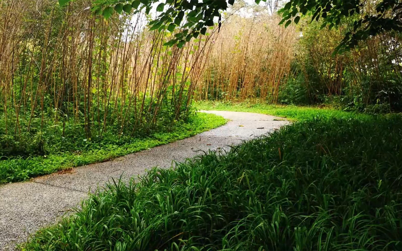 [图]🎧窗景11丨竹林小路和窗外的雨声伴您入睡丨白噪音🎧