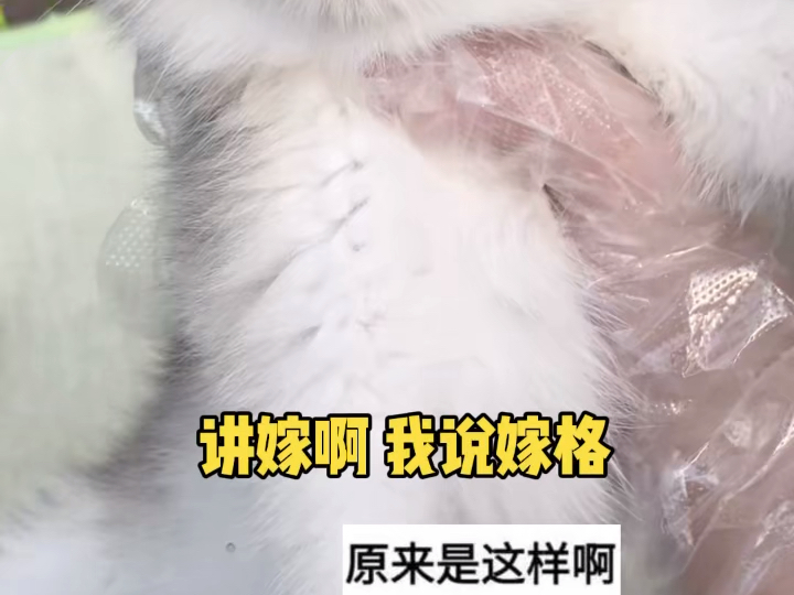 淘猫被老板套路了哔哩哔哩bilibili