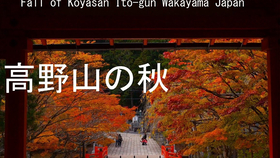 超清日本 和歌山县勝浦港繁忙的早晨 マグロせり 哔哩哔哩 つロ干杯 Bilibili