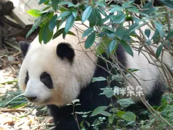 10.23 花局长突然出现~