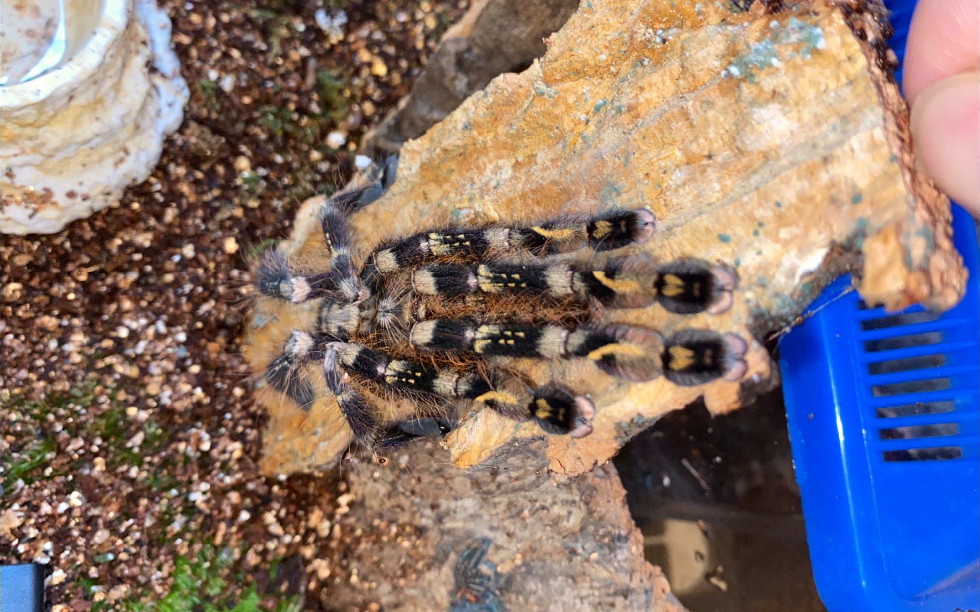 アイボリーオーナメンタル high land雌象牙华丽雨林高地母开箱(up豬