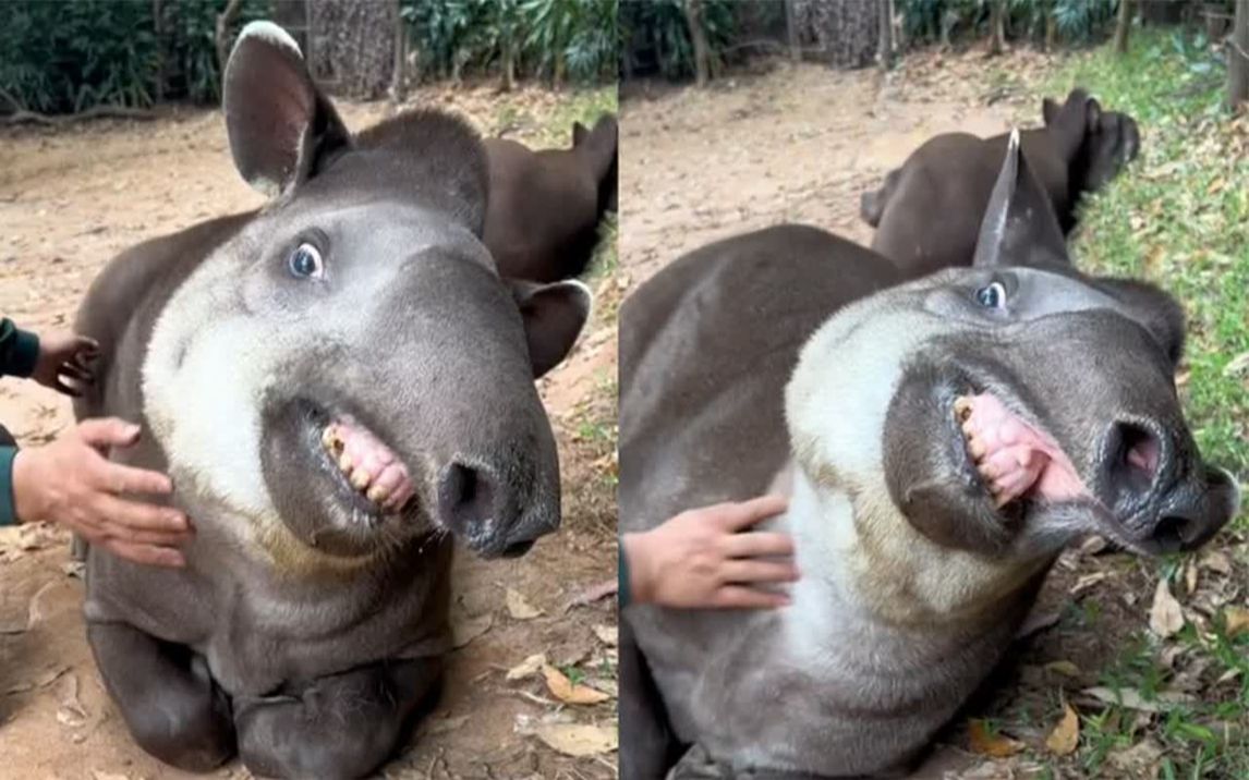 神似小猪佩奇的巴西貘被主人抚摸,撸舒服后倒地睡觉,表情笑喷